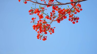 Güzel tropikal kırmızı çiçekler Royal Poinciana veya Flamboyant Ağacı (Delonix regia) mavi gökyüzü arka planlı