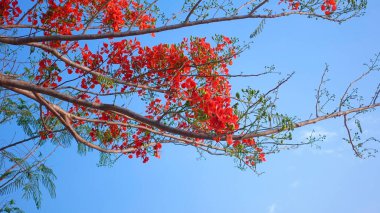 Güzel mavi arkaplanı olan tropik kırmızı çiçekler Royal Poinciana. Gösterişli Ağaç (Delonix regia)