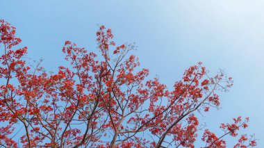Gösterişli çiçekler bütün bir ağacın üzerinde çiçek açar. Kraliyet Poinciana, Delonix regia çiçeği, Ateş Ağacı, Tavuskuşu Çiçeği, Gulmohar ağacı