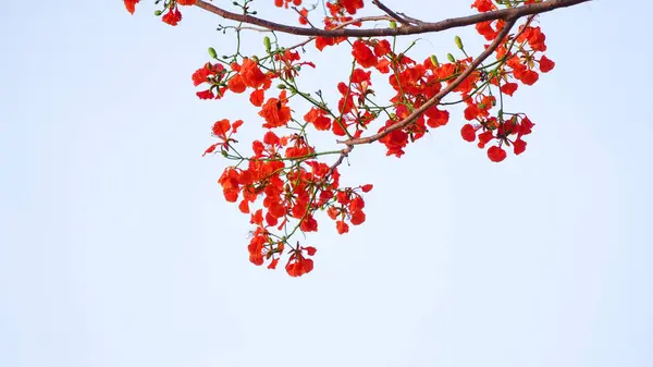Beyaz arkaplanda güzel bir çiçek (Royal Poinciana, delonix regia flower, Alev Ağacı, Tavuskuşu Çiçeği, Gulmohar)              
