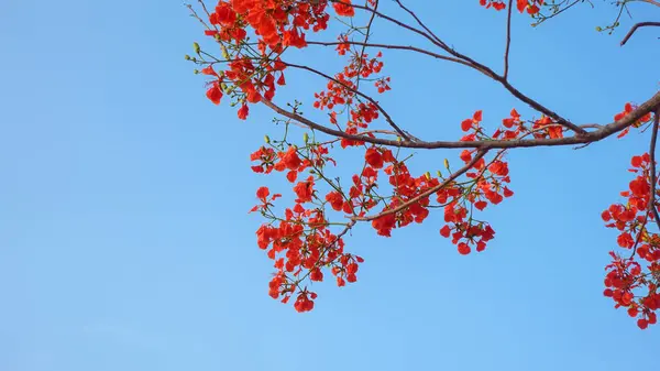 Flamboyant çiçeği (Royal Poinciana, delonix regia flower, Flame Tree, Peacock Flower, Gulmohar) mavi arkaplanda