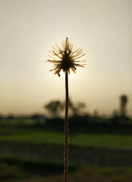 A stalk of a single dry blade of grass with sunset at the background