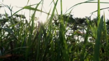 Parlayan güneş ve rüzgarda sallanan çimenlerin olduğu bir resim. Öğleden sonra güneşi yeşil çimlerin arasında parlıyor.