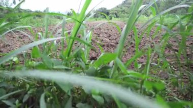 Kuru arazide bol miktarda yeşil ot yetişiyor. Modern tarım ve sulama sektörü kavramı.