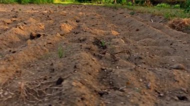 Sarı kuru toprak. Ekolojik kriz, felaket, küresel ısınma. Doğanın tahrip edilmesi, toprağın ve kuraklığın çölleşmesine yol açar. Kuru tarlalar yabani otlarla kaplı.