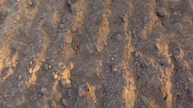 Toprağı sürdükten sonra kuru bir arazinin en üst görüntüsü ve küçük yeşil fideler büyüyor.