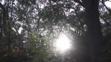 Endonezya 'nın tropikal ormanlarındaki bitkiler ve gölgeli ağaçlar arasında güneş parlıyor. Sabahları korunan orman