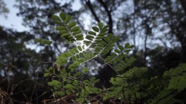 Parlak bir sabahta, tropikal ormandaki yaprakların arasındaki güneş ışığının yavaşlaması.