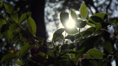 Parlak bir sabahta, tropik ormandaki yaprakların arasındaki güneş ışığı.