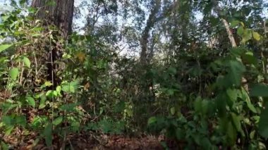 Ormandaki yoğun bir bitkinin içinden geçerken yanında büyük bir ağaç vardı.