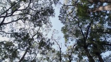 Tropik ormandaki yüksek ağaç dallarının alçak açılı görüntüsü. Ağacın düşük açılı görüntüsü