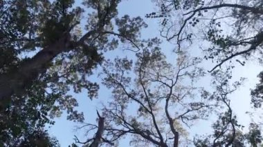 Ormanın sonbahar manzarasında, ağacın alçak açılı görüntüsü arasında hareket ediyor. Yeşil ağaçlar mavi gökyüzüne karşı ormanda yürür.