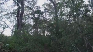 Bölgedeki yoğun bitki örtüsüyle ormanın içinden yürü.