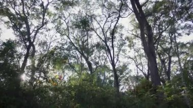 Orman gölgesinde parlayan güneş ışığının hareketli görüntüsü. Ağaçların arasından gökyüzüne doğru bir bakış.