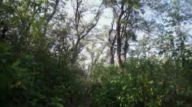 Ormanda sabah güneşiyle çalılıklarda yürüyorum.