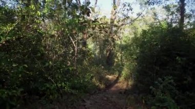 Çalılarla dolu bir ormanda yürü. Sabahları ormanda yürüyüş yapmanın bakış açısı.