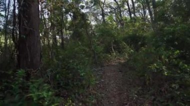 Ormanda yol boyunca yürüyorum. Sabahları ormanda yürüyüş yapmanın bakış açısı.