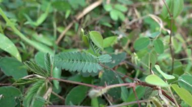 Hassas bitkilere ya da mimoza 'ya parmaklarıyla dokunmak. Titreşime maruz kaldığında hassas bitki yaprakları kapanır.