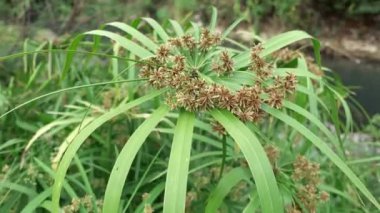 Cyperus alternifolius, kahverengi çiçekli şemsiye papirüsü nehir kıyısında iyi yetişir.