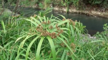 Cyperus alternifolius, şemsiyeli papirüs, çok büyük sedge familyasından bitki türü Cyperus. Bitkiler nehrin kıyısında iyi yetişir.