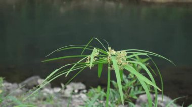 Nehir kıyısındaki rüzgarlı cyperus alternifolius. Nehir kıyısında rüzgarda esen yeşil bitkiler