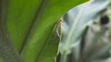 Yeşil yaprakların üzerinde sürünen kıllı bir tırtılın yakın çekimi. Yeşil yaprağa tırmanan tüylü bir tırtıl.