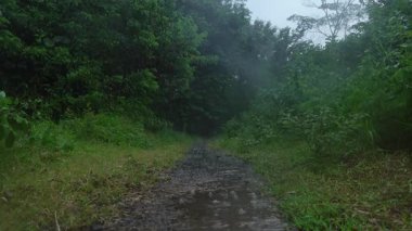 Lush Yeşillik ve Puslu Atmosfer ile çevrili Yağmur Yolu. Sağanak yoğun yeşilliklerle çevrili bir yolu kaplıyor