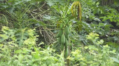 Yeşil meyveli, tropik bir bahçe ortamında yemyeşil Papaya Ağacı. Tarım, tropikal ve doğayla ilgili konular için uygundur.