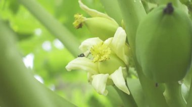 Bir papaya (carica papaya L.). Papaya ağacının beyaz çiçekleri öncülerdir. 