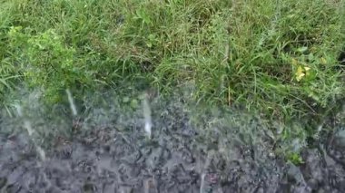 Şiddetli Sağanak Yağmurlu Çimenler ve Toprak Fırtınalı Hava Sahnesi