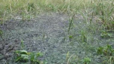 Yağmur yeşil bitkilerin üzerine yağar, tabanlarında su birikintileri oluşturur ve taze, doğal bir manzarayı ön plana çıkarır. Yoğun yağmur damlası