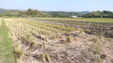 A peaceful rural landscape with harvested rice fields, muddy irrigation channels, and distant hills.