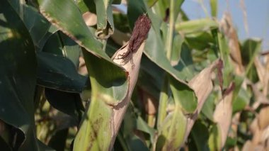 A close-up of corn plants in a field showing damaged, brown-tipped leaves and dried husks. Corn on a field, good harvest.