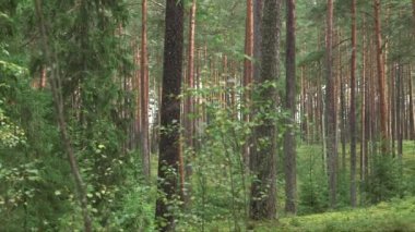 çam ormanı manzaralı panoramik manzara ve köknar dalı