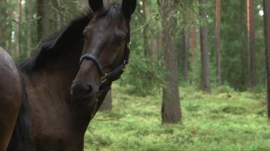 Siyah yeleli iki koyu kahverengi at bir orman çayırında otluyor.