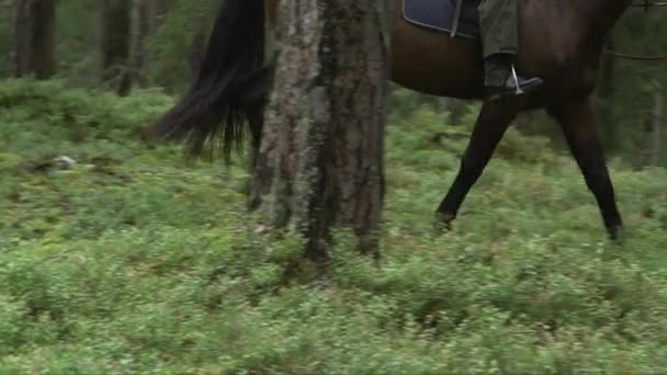 Após Tiro Cavalo Cavaleiros Floresta — Vídeo de Stock