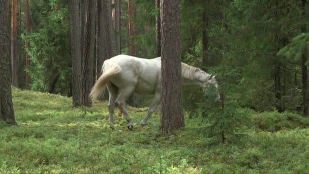 Wit Paard Staat Grazen Een Bosweide — Stockvideo