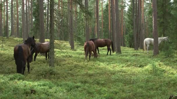 Πολλά Άλογα Βόσκουν Ένα Λιβάδι Δάσος — Αρχείο Βίντεο