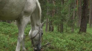 Bir orman çayırında otlayan gri atın eğik görüntüsü.
