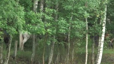 Ağaçların arasında ormanda at süren atlıları çekiyoruz.