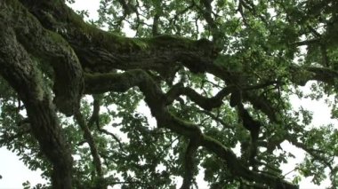 Yağmur yağarken aşağıdan görülen büyük, eski, yosunlu bir meşenin Dolly çekimi.