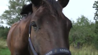 Yakın plan el kamerası, kameraya öpücük konduran bir atın görüntüsü.