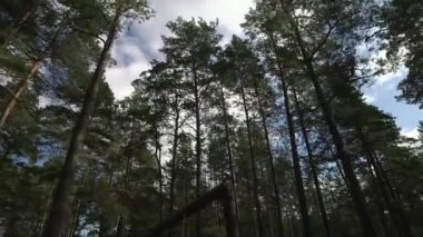 Çam ormanının tepesinden çekilmiş bir fotoğraf.