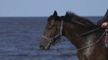 Atların deniz arka planına yakın çekim görüntülerini izliyoruz.