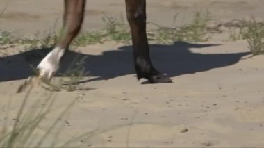 Sahilde yürürken atların ayaklarının kumsala batışının izini sürüyorum.