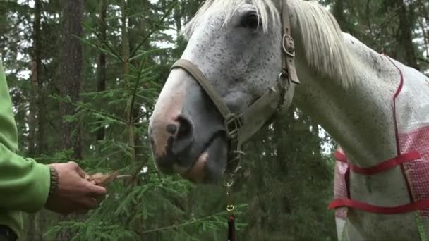 Zblízka Záběr Muže Krmení Šedého Koně Chlebem Lese — Stock video
