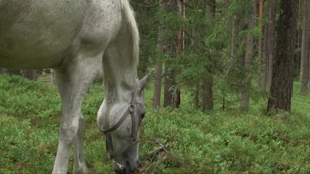 Kippschuss Eines Auf Einer Waldwiese Grasenden Schimmelpferdes — Stockvideo