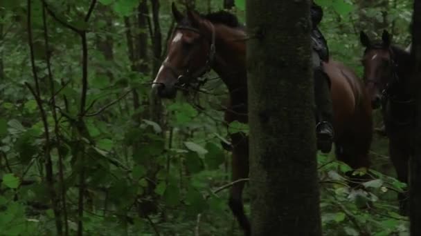 Rastreo Tiro Jinetes Cabalgando Por Los Arbustos Bosque — Vídeo de stock