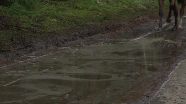 水たまりを走る馬の静止画です — ストック動画