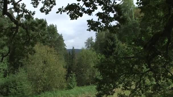 Долли Снимок Красивого Лесного Ландшафта Сквозь Дубовые Ветви — стоковое видео